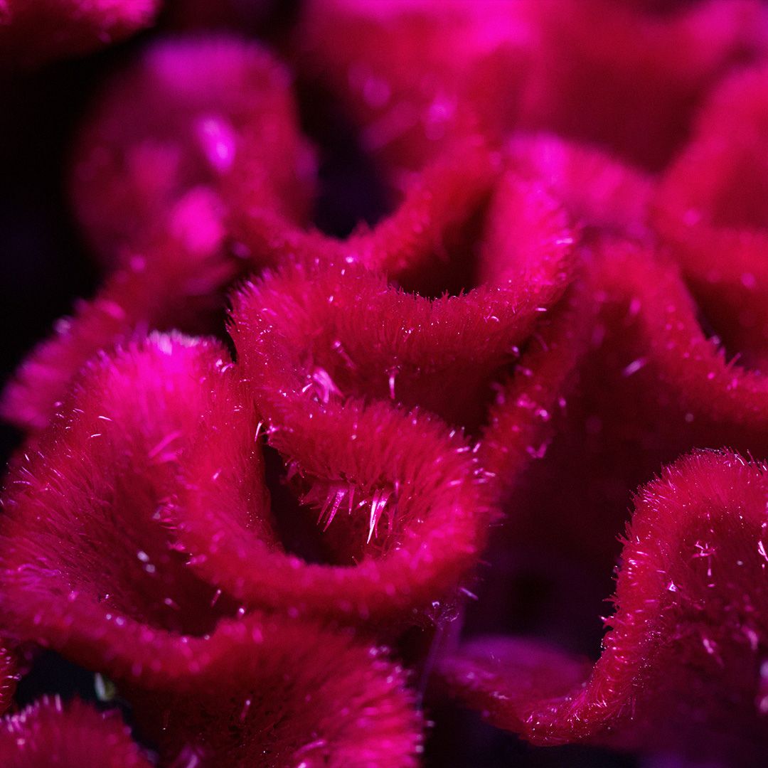 Celosia