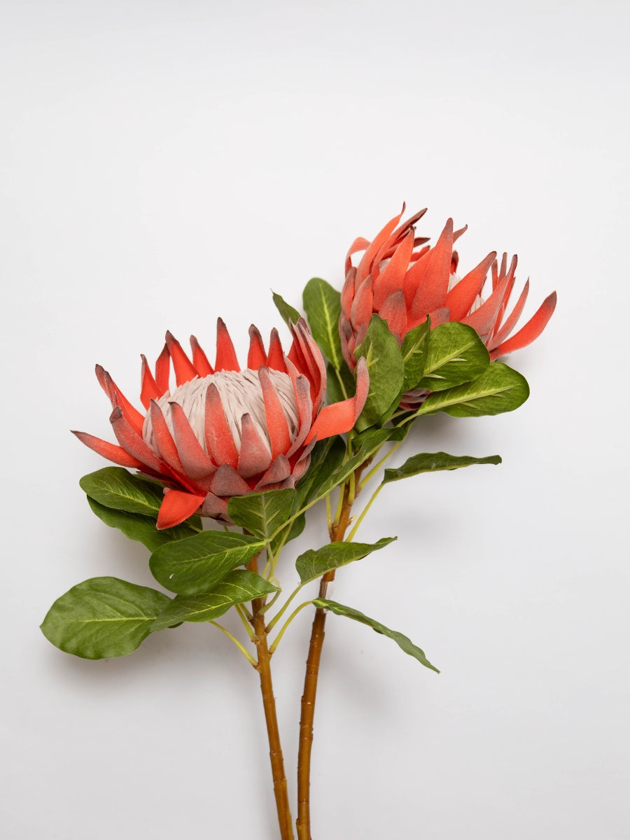 CFFProductPics-Flowers0Kingprotea.jpg