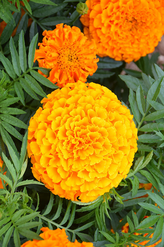 Taishan-Orange-Marigold.jpg